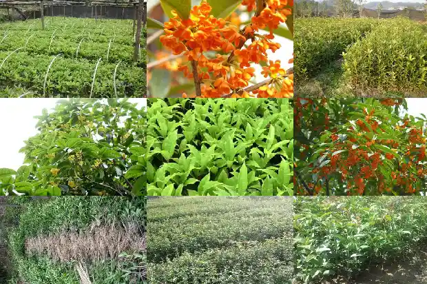 桂花树一年生长几次啊1683076937030