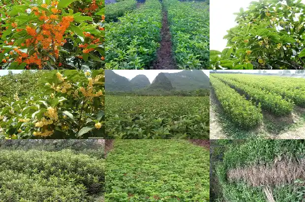 盆栽桂花树多长时间浇一次水啊1683076944858
