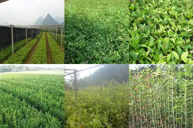 桂花能不能用黄泥土1683076966841