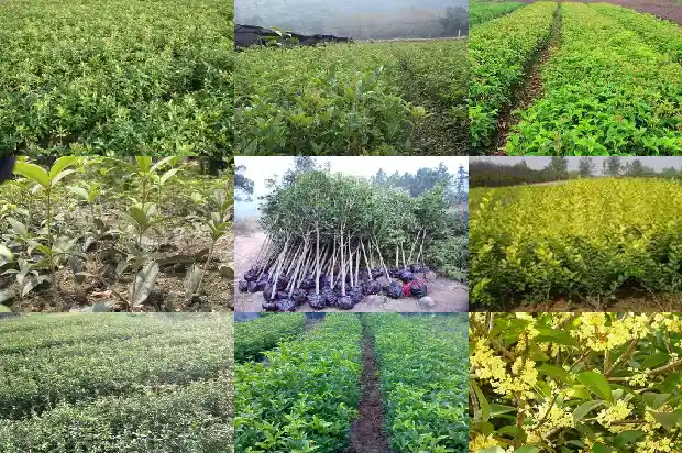 桂花能不能用黄泥土1683076966889