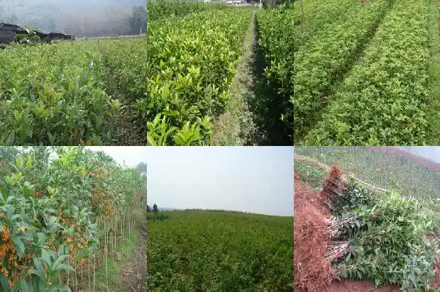 桂花树是什么时候种的1690763632874