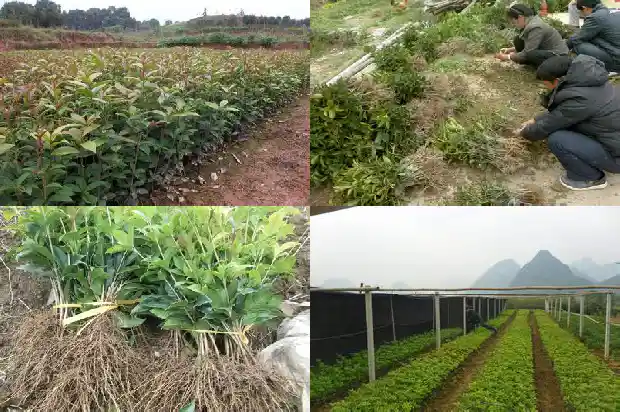 桂花树几天能成活一次啊1683077001656
