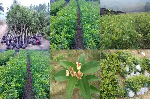 桂花树几天能成活一次啊1683077001703