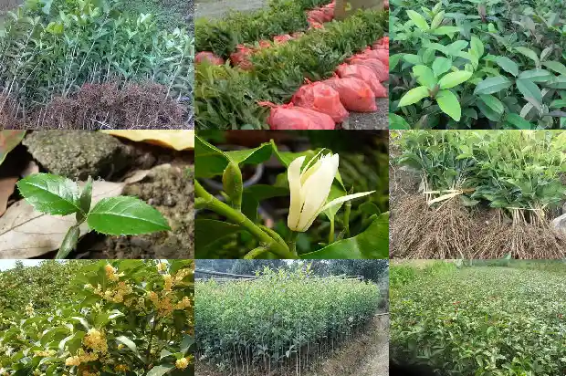 桂花树要几年开花呢1683077013580