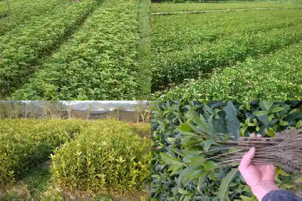 桂花树要几年开花呢1683077013628