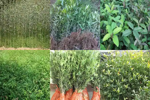 桂花树要几年开花呢1683077013675
