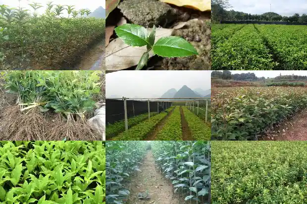 桂花树要几年开花呢1683077013723