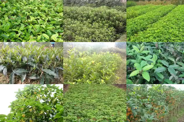 桂花树需要几年开花才能结果1683077023524