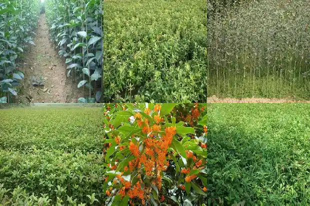 桂花树需要几年开花才能结果1683077023572
