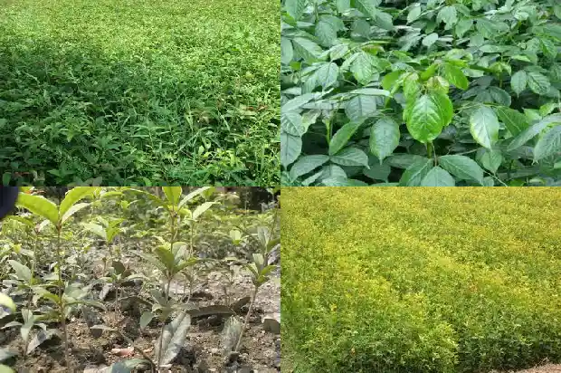桂花树需要几年开花才能结果1683077023620