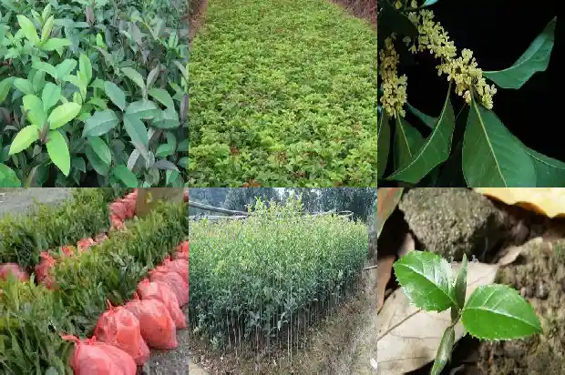 4公分桂花树几年才能结果实呢1683077031278