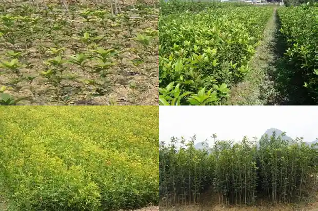 桂花树种上几年才开花呢1683077039327