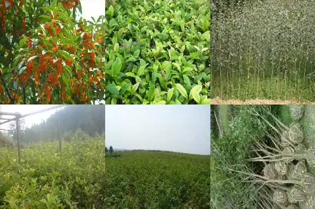一般桂花树几年开花1683077049103