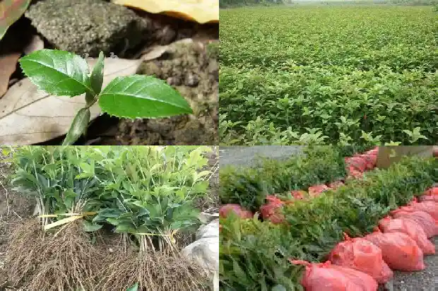 一般桂花树几年开花1683077049150