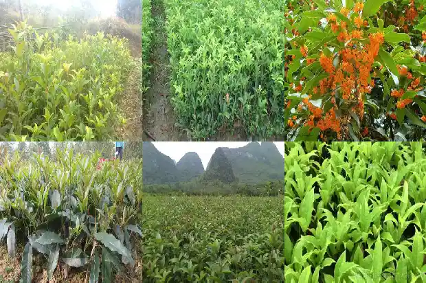 一般桂花树几年开花1683077049196