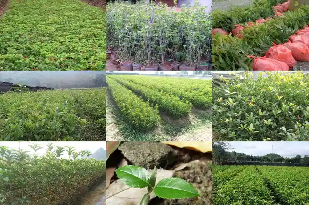 几月份可以种桂花树1683077066644