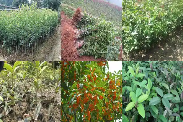 几月份可以种桂花树1683077066740