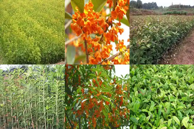 桂花树根系有多大面积1683077076522