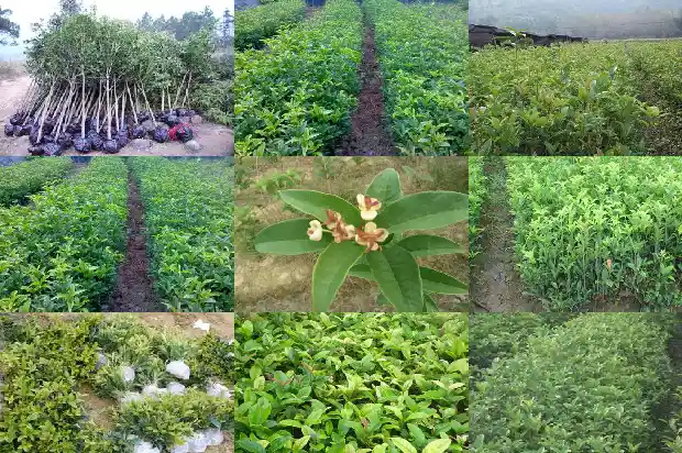 桂花树根系有多大面积1683077076569