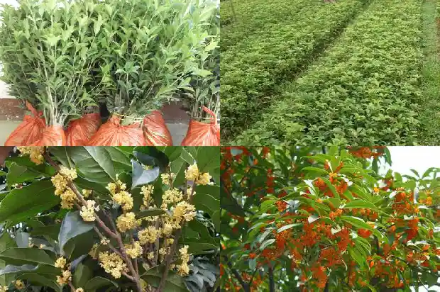 桂花树为什么嫁接的好1690417892364