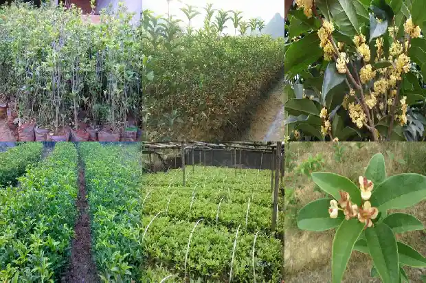 桂花树多粗可以开花结果1683158926107