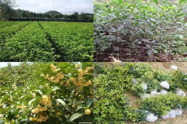 桂花树多粗可以开花结果1683158926116