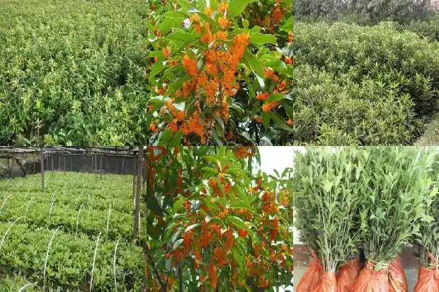 桂花树一年能长几公分粗苗呢1683159237841