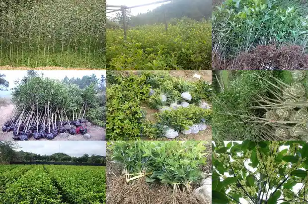 桂花树一年能长几公分粗苗呢1683159237889