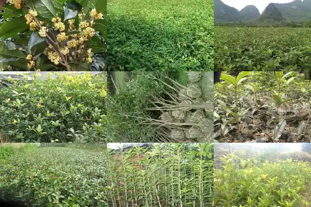 桂花树一年能长几公分粗苗呢1683159237937