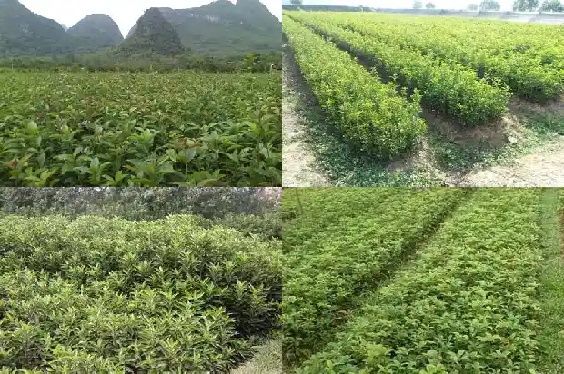 桂花树一般长多高多粗1683159312053