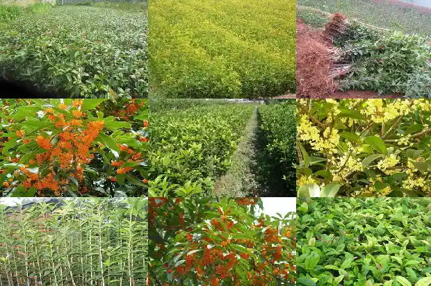 桂花树一般长多高多粗1683159312101