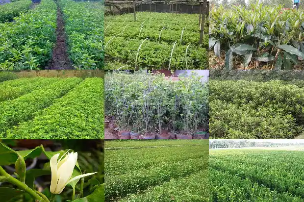 桂花树施肥量1683159397264