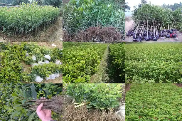 桂花树施肥量1683159397312