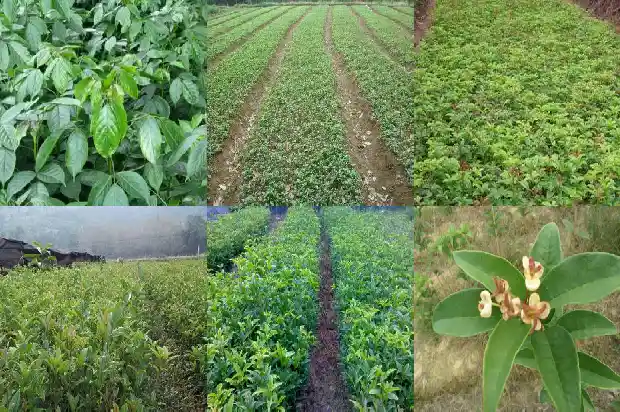 桂花树施肥离根部多远1683159480571
