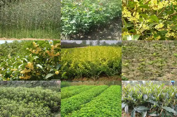 桂花树施肥离根部多远1683159480618