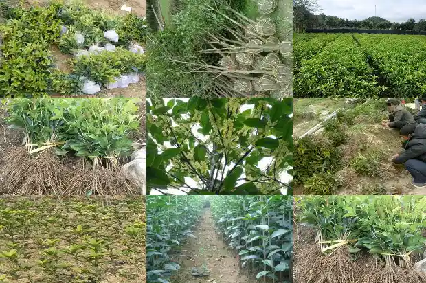桂花树施肥离根部多远1683159480663