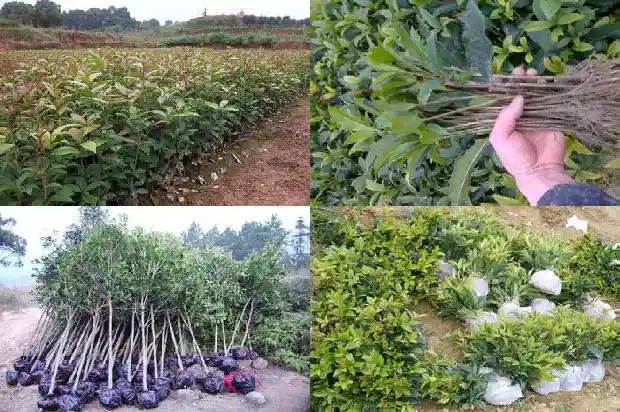 桂花种植要求1683159707292