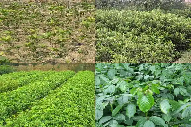 桂花种植要求1683159707339
