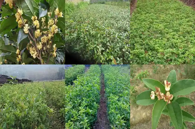 桂花一般什么时候种植最好活1688605871077