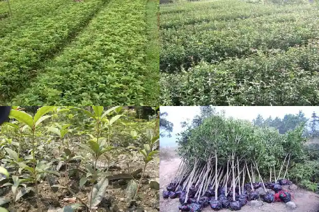 桂花树种植距离1683159792137