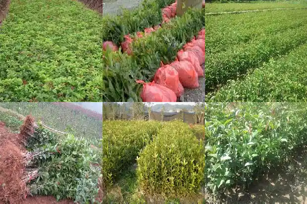桂花树种植距离1683159792184