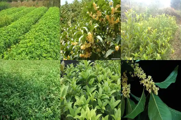 桂花树种植距离1683159792280