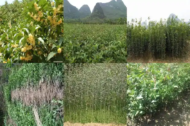 几月移栽桂花树存活率最高呢1683159907595