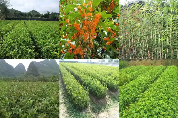桂花的药效与作用是什么意思1689208462948