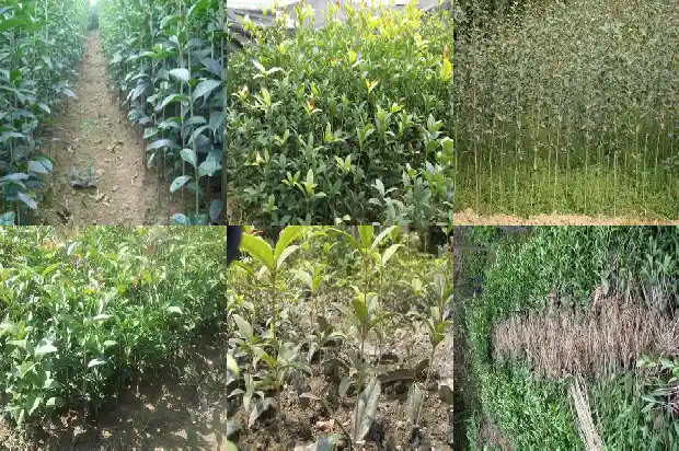 桂花栽上多长时间成活1683160003915