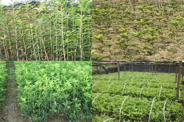 桂花几月份修剪成活率高些1683160083235