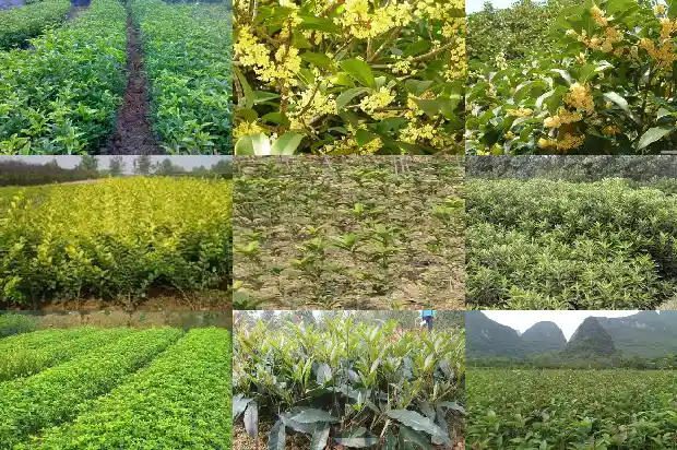 桂花几月份压条开花1683160215583