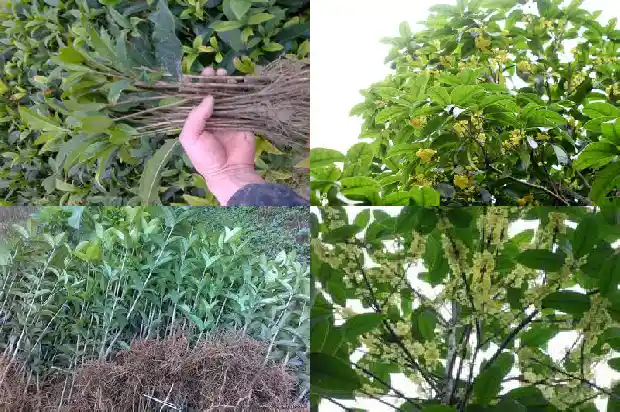 桂花几月份压条开花1683160215631