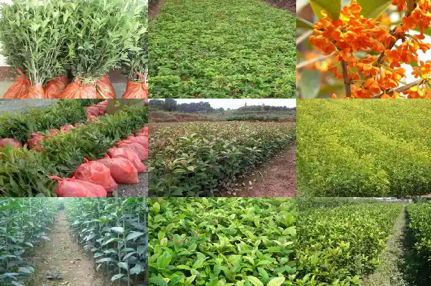 庭院种植桂花树几棵适宜呢1683160361220