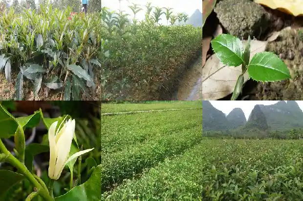 庭院种植桂花树几棵适宜呢1683160361265